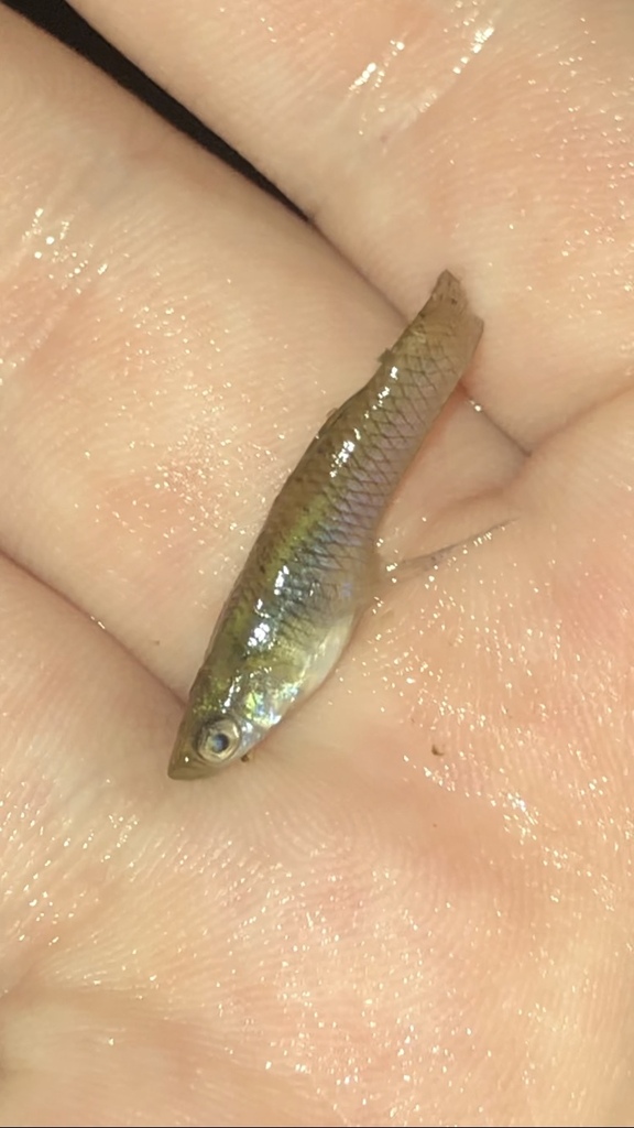 Eastern Mosquitofish in September 2022 by christmasessence · iNaturalist