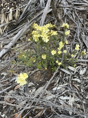 Hibbertia crinita