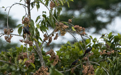 Scissirostrum dubium