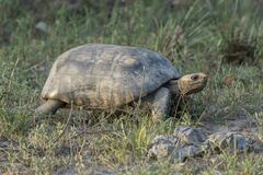 Chelonoidis carbonarius