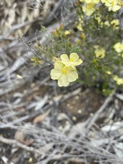 Hibbertia crinita