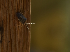 Rhaphigaster nebulosa