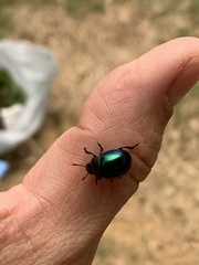 Leptinotarsa haldemani