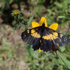 Catasticta teutila