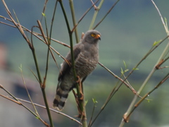 Rupornis magnirostris