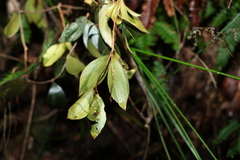 Trochocarpa laurina