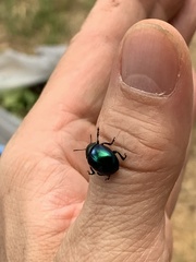 Leptinotarsa haldemani