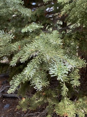 Abies magnifica