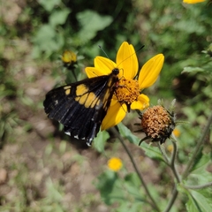Catasticta teutila