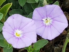 Convolvulus sabatius