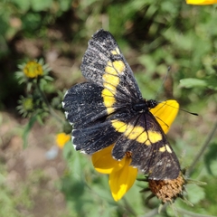 Catasticta teutila