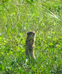 Ictidomys tridecemlineatus
