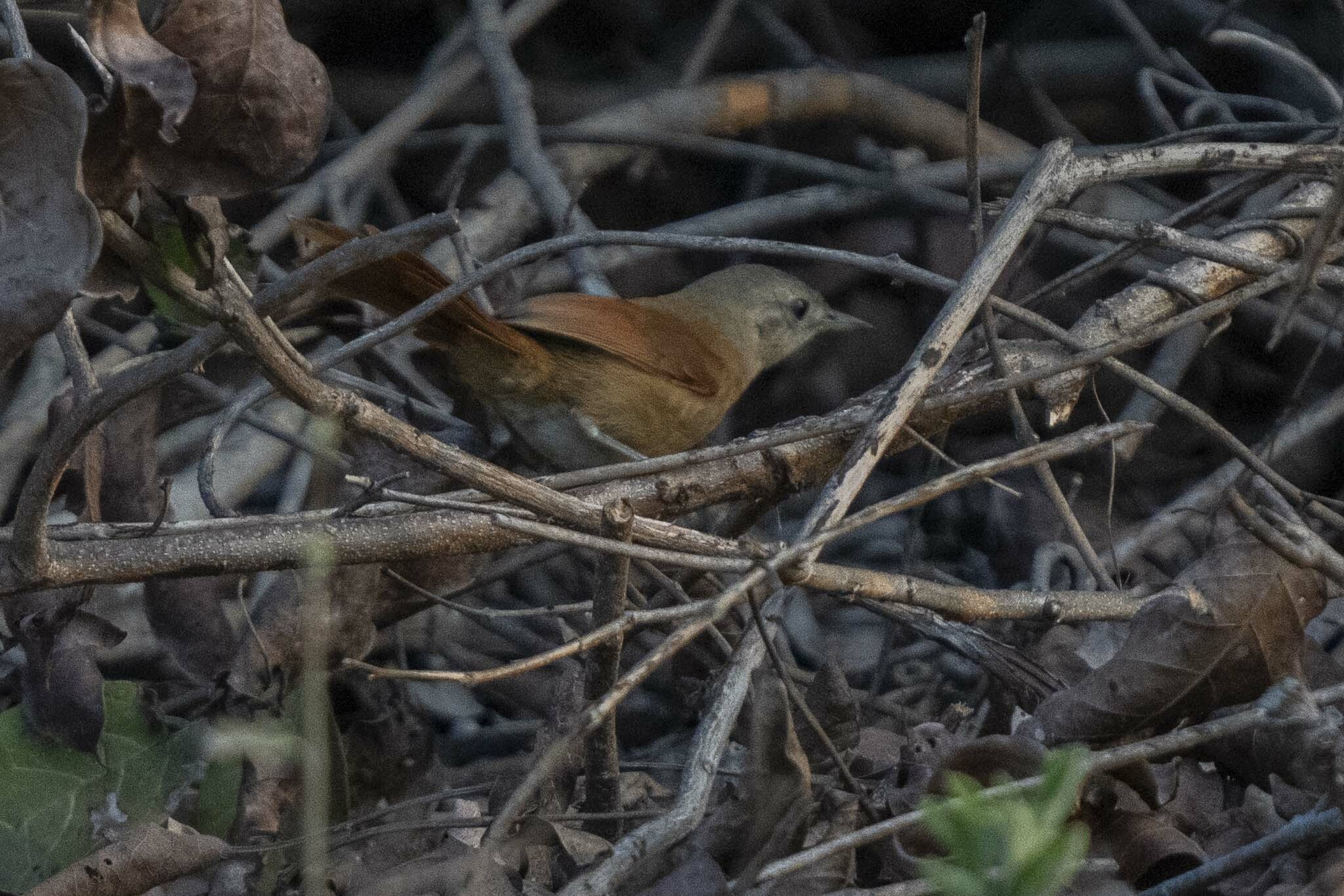 White-lored Spinetail (Synallaxis albilora), photo 10