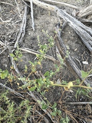 Chenopodium fremontii