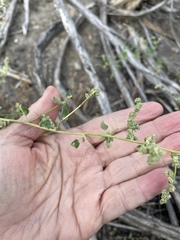 Chenopodium fremontii