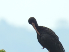 Phimosus infuscatus