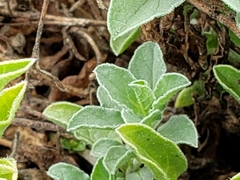Convolvulus sabatius