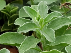 Convolvulus sabatius