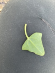 Chenopodium fremontii