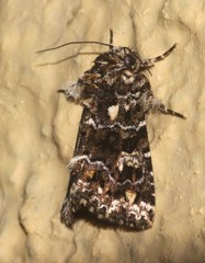 Callopistria latreillei