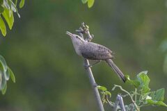 Campylorhynchus turdinus