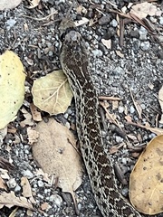 Pituophis catenifer catenifer