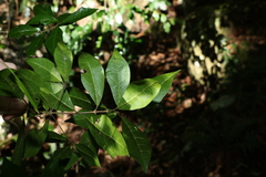 Vitex lignum-vitae
