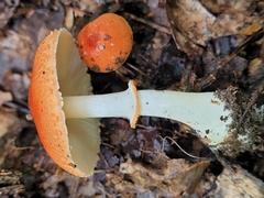 Leucoagaricus rubrotinctus