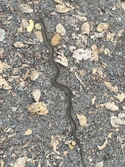 Pituophis catenifer catenifer