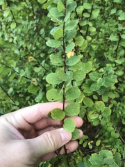 Phyllanthopsis phyllanthoides