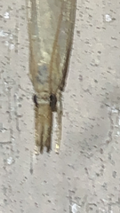 Parapediasia decorellus