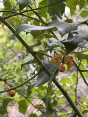 Ilex aquifolium