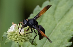 Rhynchium