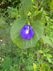Clitoria ternatea