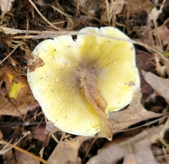 Tricholoma subsejunctum