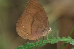 Faunis canens arcesilas