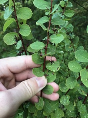 Phyllanthopsis phyllanthoides