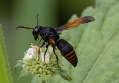 Rhynchium