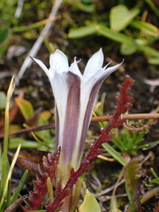 Gentiana newberryi