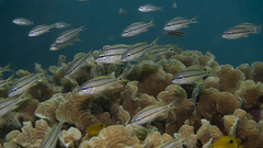 Haemulon flavolineatum