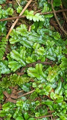 Conocephalum conicum