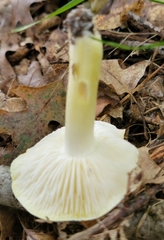 Tricholoma subsejunctum
