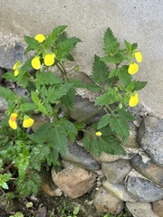 Calceolaria