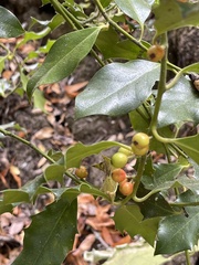 Ilex aquifolium