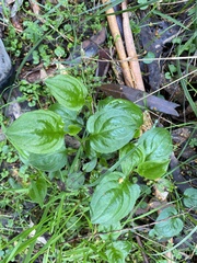 Hackelia latifolia