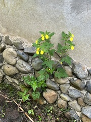 Calceolaria