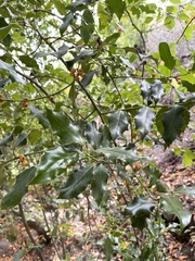 Ilex aquifolium