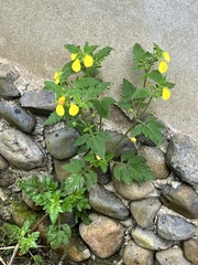 Calceolaria
