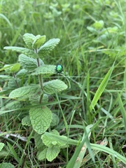 Chrysolina herbacea