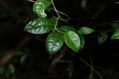 Cleistanthus cunninghamii